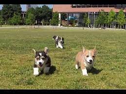 We offer our lovely corgi pups for adoption with little or no fee you just have to prove to us that you are able and willing to show the. Here S What Happened When Six Corgi Puppies Visited A College Campus Corgi Puppies Cute Puppy Videos