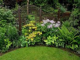 Thalictrum Aquilegifolium Thundercloud Shade Garden Shade Loving Perennials Garden Design