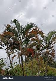 Image result for Dypsis decaryi