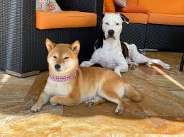 Petersburg, tampa in florida as well as all locations throughout united states, canada and mexico. Absolute Shiba Inus Home Facebook
