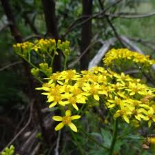 Image result for Senecio latifolius