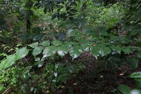 Image result for Ficus sansibarica