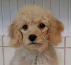 Browse thru our id verified puppy for sale listings to find your perfect puppy in your area. Cavalier King Charles Spaniel Toy Poodle Cavapoo Puppies For Sale In Loma Linda California Classified Americanlisted Com