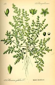 Image result for Landolphia glabra