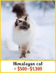 Himalayan For Sale in Pennsylvania - Hoobly Classifieds