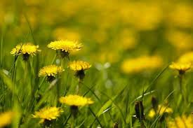 You can consume fresh dandelion flowers on top of your salad if you want to reap the benefits of the raw flower. How To Dry Dandelion Flowers Dandelion Flower Taraxacum Officinale Dandelion Leaves