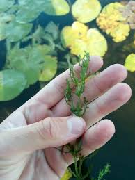 Image result for Najas horrida