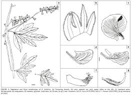 Image result for Neorautanenia