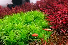 Image result for Xyris capillaris