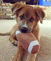 henry the australian shepherd golden retriever labrador retriever mix australian golden henry golden retriever labrador labrador retriever dog breeds