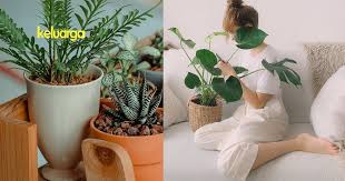 Maybe you would like to learn more about one of these? Ini Jenis 8 Pokok Hiasan Yang Boleh Di Tanam Di Rumah Salah Satunya Kurangkan Stres Keluarga