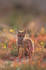 صور متنوعة لحيوان الثعلب الحصني Ruppell S Sand Fox Vulpes Rueppelli منتديات مكشات Animal Photography Pet Fox Animals Beautiful