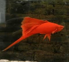 Temukan berbagai macam gambar ikan hias yang bisa anda jadikan koleksi untuk memenuhi aquarium. 10 Ikan Hias Air Tawar Terindah Yang Bisa Dipelihara Hewan Air Info