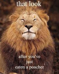 Govegan Crueltyfree Veganism Veganlifestyle Vegan Veganlife Veganfood Plantbased Animalliberation Veganism Vegeta Animals Funny Animals Animal Lover