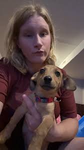 Senior Dog Rescue and Adoption Stories