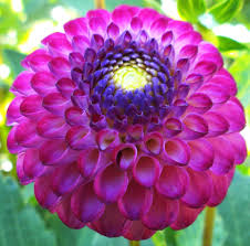 Pin On Flowers