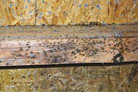 You will want to select a cleaning solution that will effectively kill or remove the mold on wood. What Is The Best Way To Kill Black Mold On Wood