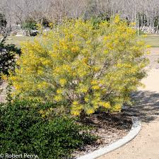 Image result for Cassia thyrsoidea