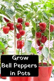 Growing Bell Peppers In Pots Home Crafting Home Grown Vegetables Pepper Plants Growing Vegetables