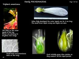 Image result for Triplaris americana