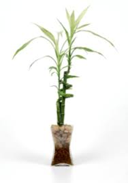If you put your lucky bamboo directly in sunlight, you'll likely notice scorched. Lucky Bamboo House Plants Dracaena Sanderiana Care Tips Pictures