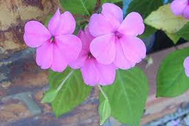 Image result for Impatiens wallerana