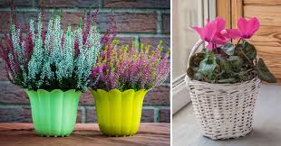 Piante perenni per terreno umido. 7 Fiori Da Balcone Per Aggiungere Un Tocco Di Colore In Autunno Ispiratevi