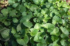 Poisonous and take care when handling euphorbia, as the latex in the sap can be an irritant to the skin. Plant Native Ground Covers Make America Green Again