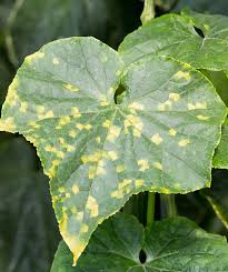 Image result for mildew on cucumbers