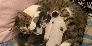 kedilerde dogum sonrasi davranis degisiklikleri mama plus