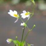 Image result for Utricularia striatula