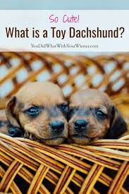 What Is A Toy Dachshund