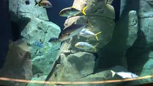 Istanbul Akvaryum Istanbul Aquarium Youtube