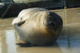 Werden im bereich des niedersächsischen nationalparks verwaiste oder verletzte seehunde und. Seehundstation Nationalpark Haus Ostfriesland Nordsee