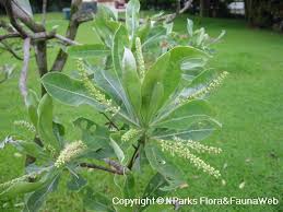 Image result for Terminalia sericea