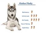 Alaskan Husky - Pros and Cons of an Unusual Sled Dog