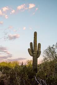 Desert botanical garden is a wedding venue in phoenix, az. The Desert Botanical Garden Why You Should Visit Girlfriend Getaway Guide