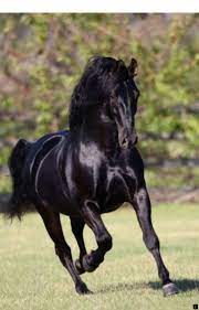 discover more about andalusian horse simply click here for more the web presence is worth checking out horses stallion horses pretty horses