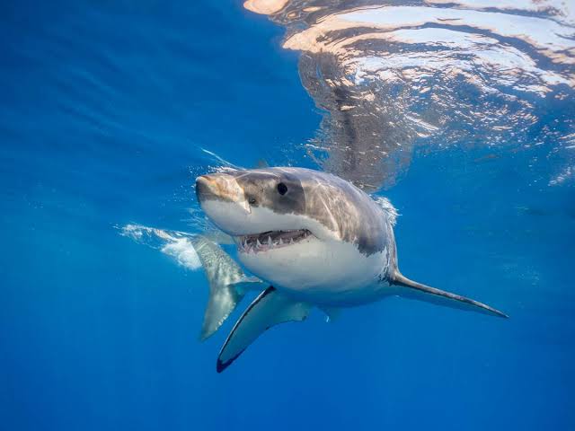 Largest Great White Shark on Record Headed for Popular Tourist Spot - Men's  Journal