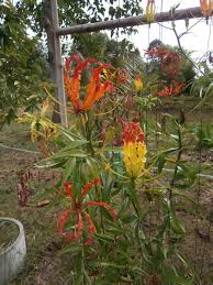 Image result for Gloriosa superba