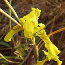 Image result for Moraea niassensis