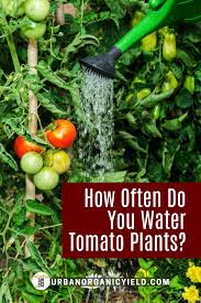Watering or under watering my tomato plants? How Often Should You Water Tomato Plants Watering Tomatoes Growing Vegetables At Home Tomato