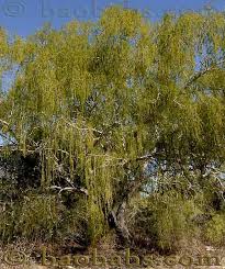 Image result for Acacia tenuispina