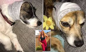 Personalized your photo or dog's face on socks as a gift on father's day, mother's day, anniversary, wedding, christmas and any occasion for your family, friend, pet. Student Creates Incredible Cost Free Hack To Help Keep Her Pet Dogs Calm Ahead Of Bonfire Night Daily Mail Online