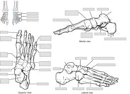 The bones provide a structural framework and protection to the soft organs. Anatomy And Physiology Lab I On Openalg