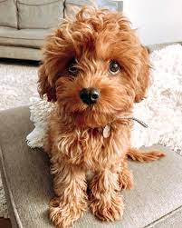 Cavapoo Puppies Information Characteristics Facts Videos Cavapoo Cavapoopuppies Cutepuppies Dogs Dogbe Cavapoo Puppies Pretty Dogs Super Cute Puppies
