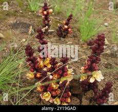 Image result for Alectra orobanchoides