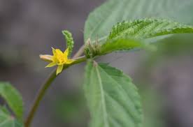 Image result for Corchorus aestuans