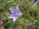 Image result for Wahlenbergia ericoidella