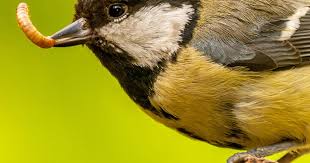 Best tricks to attract bird and wildlife to your garden. How To Attract Birds To Your Garden Love The Garden